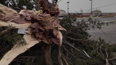 Un arbol arrancado de cuajo por un tornado el viernes 14 de Marzo, 2014. (Foto: J.Klein)